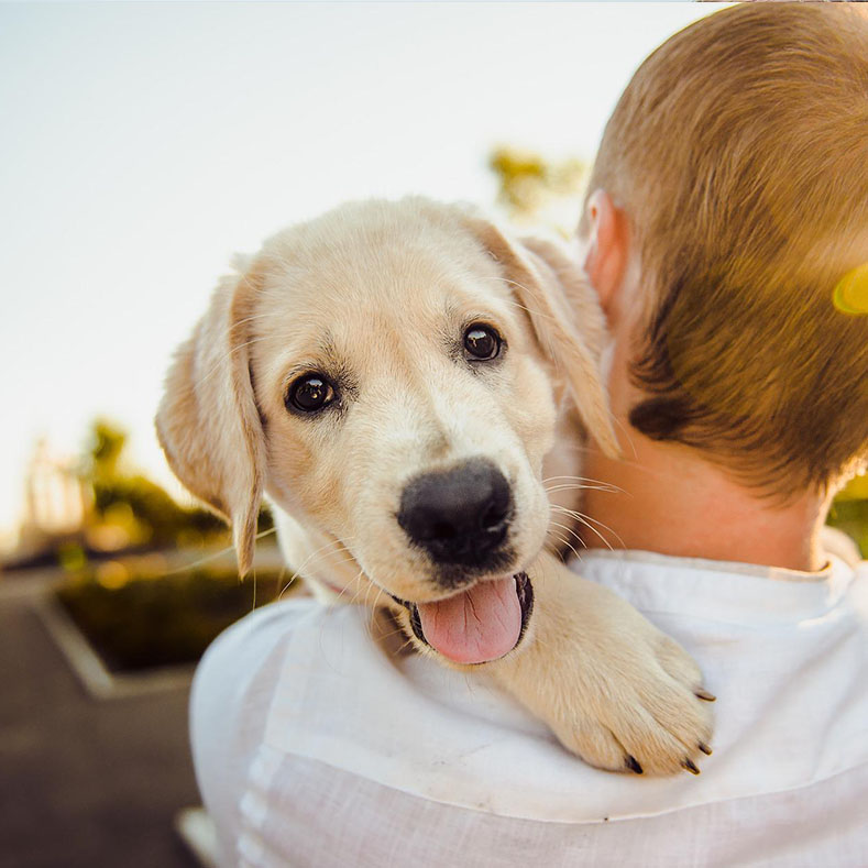 pet shampoo, dog shampoo